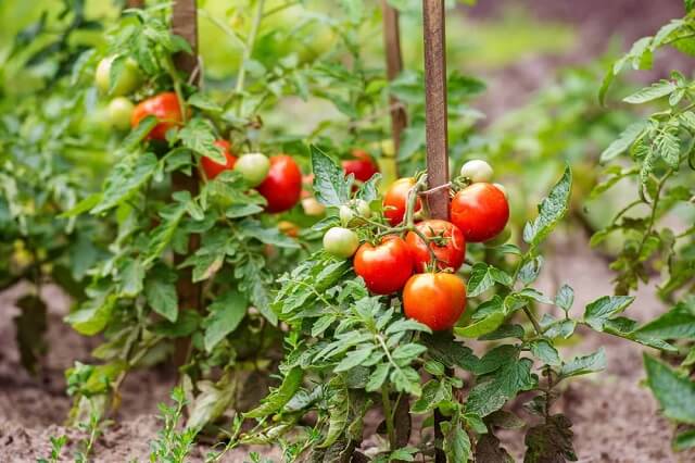Како да се избегнат грешки во производството на домати?