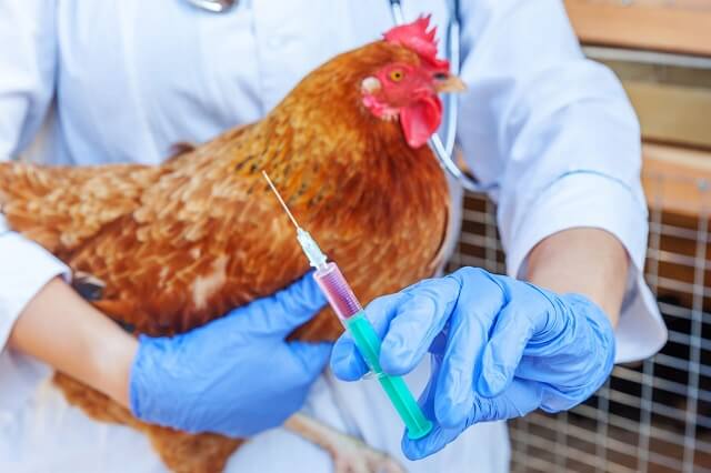 Научниците работат на три вакцини против птичји грип