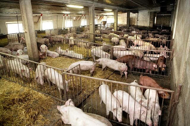 свињарски фарми