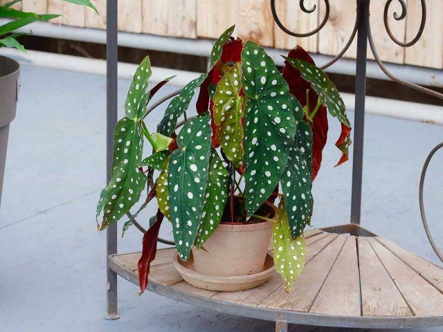 Точкаста бегонија – шармантно растение со нежен изглед