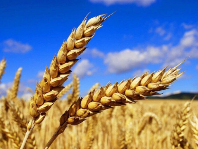 украинското жито