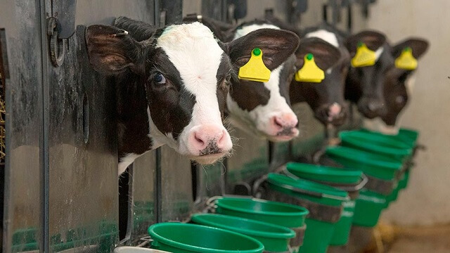 Јаболков оцет како средство за превенција на болести кај млечните говеда