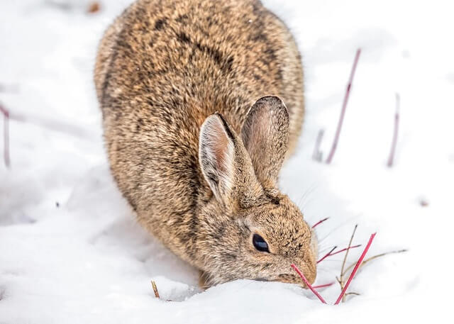 Зајаците предизвикуваат најмногу штета во јаболковиот насад во текот на зимата
