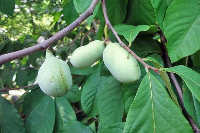 PAW-PAW – Индијанска банана: Вкусно овошно дрво, лесно за одгледување