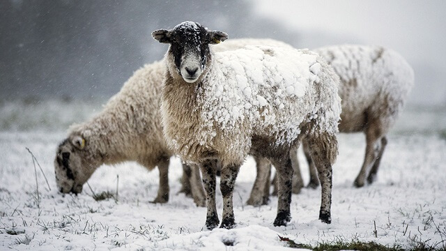 Подготовка на овците за зима