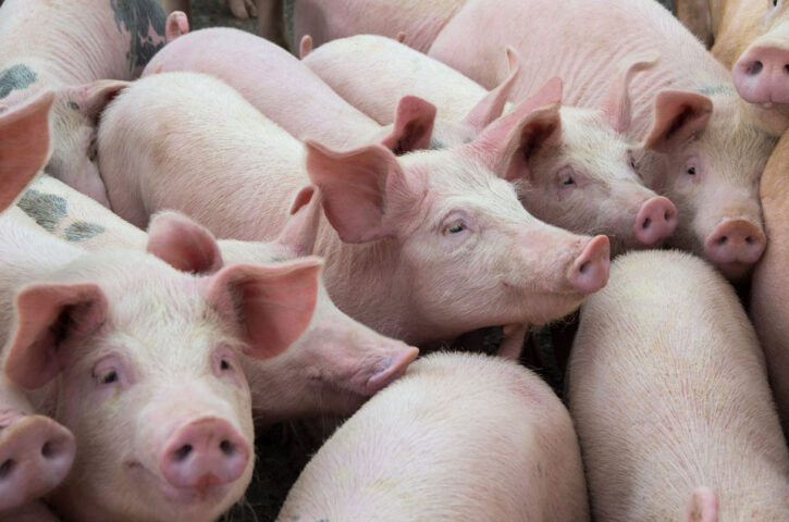 Криза на свињарството во Германија