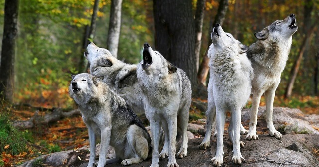 Европратениците гласаат за намалување на заштита на волците