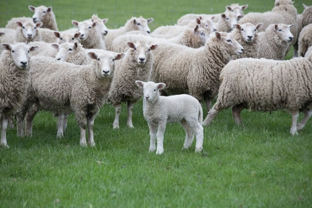 Организација на исхрана на овците во зима – Период на приспособување од 7-10 дена