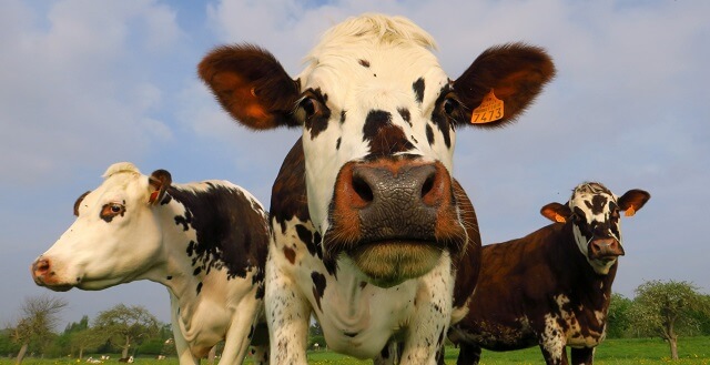 Како помагањето на кравите во варењето на храната помага и во борбата против климатските промени