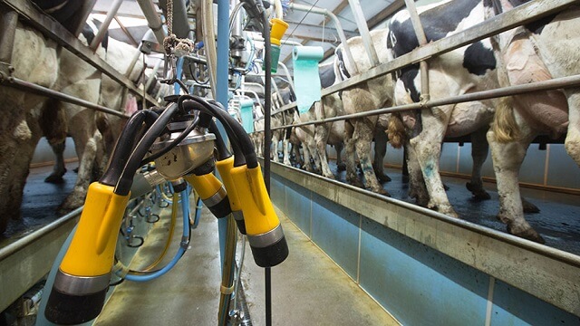 Дали типот на машините за молзење влијае на квалитетот на млекото?