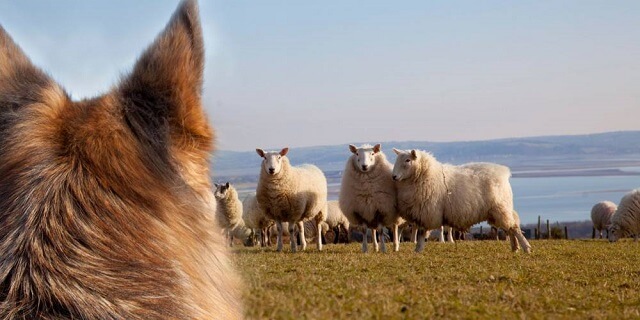 Стресот кај овците по напад на волци има големи последици