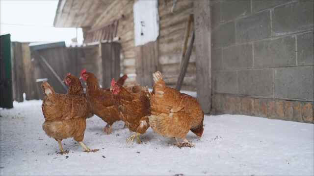 Зошто кокошките несат помалку јајца во зима?