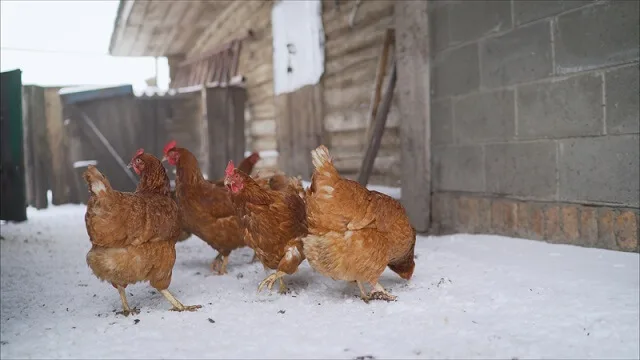 помалку јајца