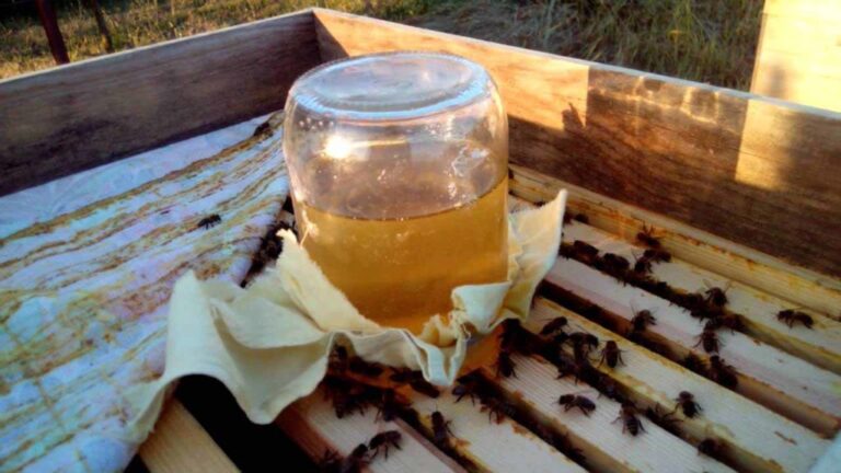 Како да подготвите шеќерен сируп за прихрана на пчелите