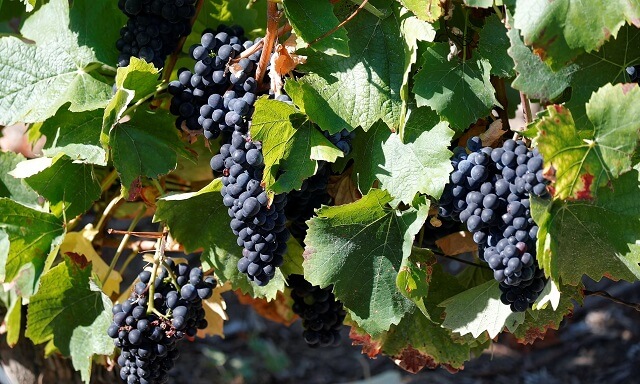 Откриени стари сорти винова лоза отпорни на климатски промени?