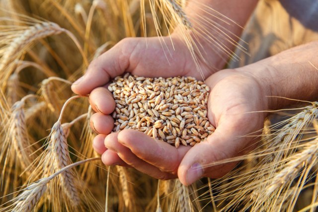 Големо поскапување на цените на пченицата и пченката