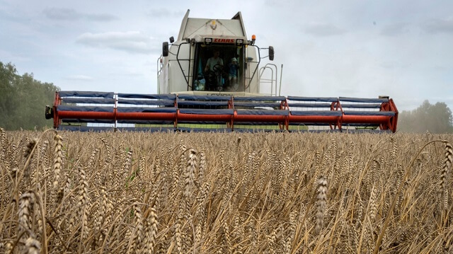 Пченицата од Украина и Русија го преплави пазарот – паѓаат цените на берзите?