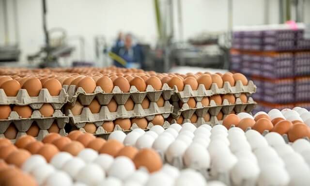 Има ли недостиг на јајца во ЕУ?