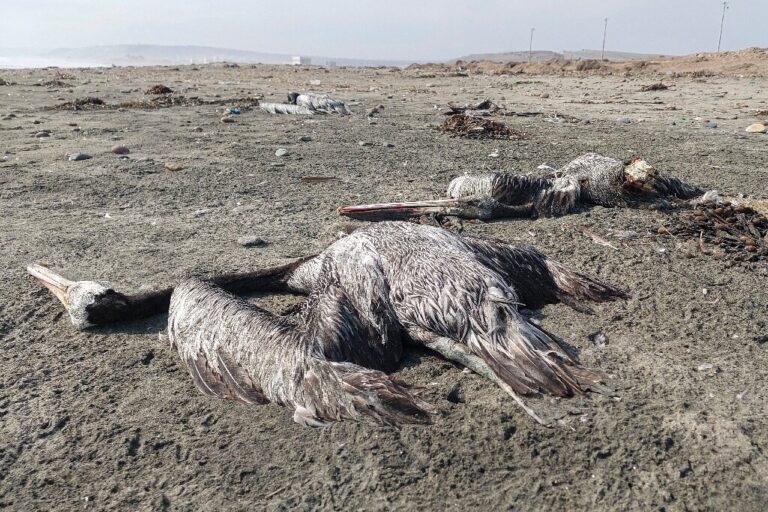 Починати илјадници пеликани од птичји грип во Перу