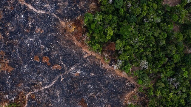 уништување на шумите