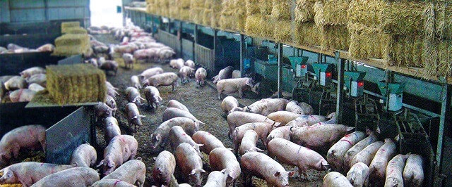 фармите за свињи