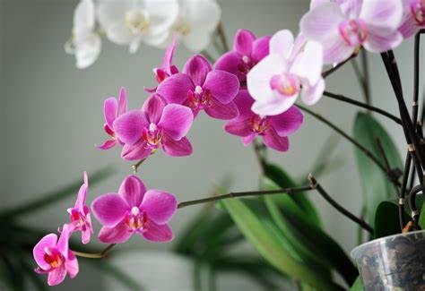орхидеите