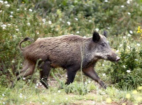 лов