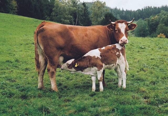 факти за кравите
