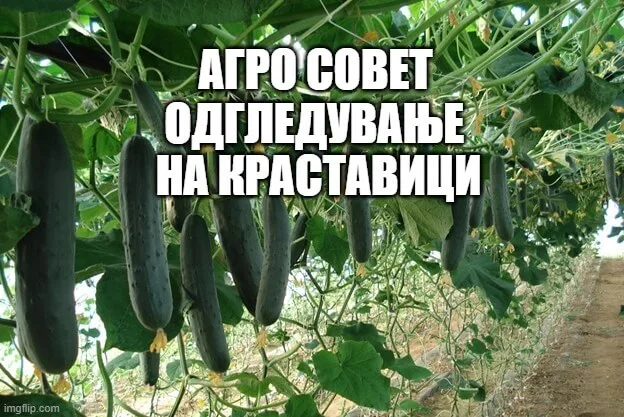 Одгледување на краставици Одгледување на краставици