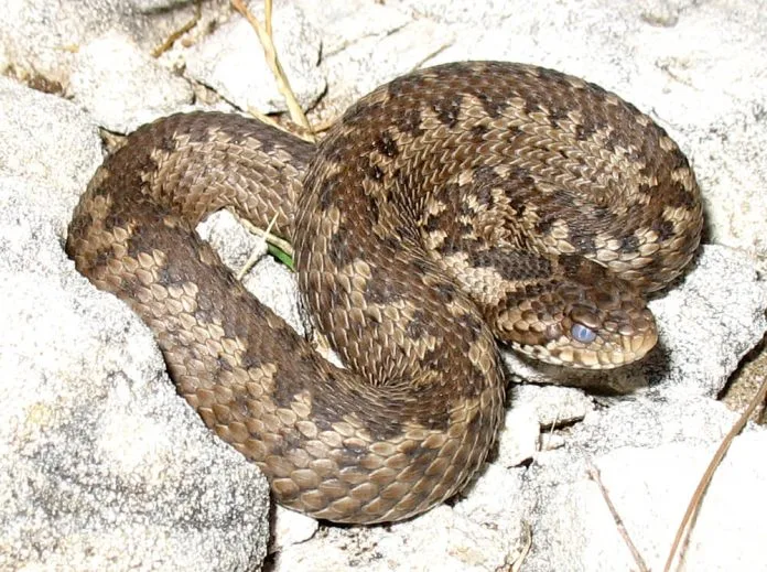 Vipera_ursinii_macrops Сите змии во Македонија