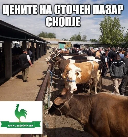 Цените на сточен пазар Скопје Цените на сточен пазар Скопје