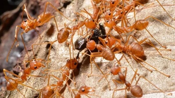 огнени мравки