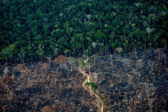 уништувањето на шумите