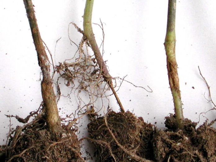 Полегнување на расад Полегнување на расад