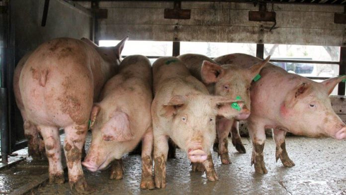 Свинска чума во Македонија