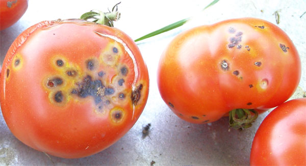 Болести кај доматите - Бактериозна краставост