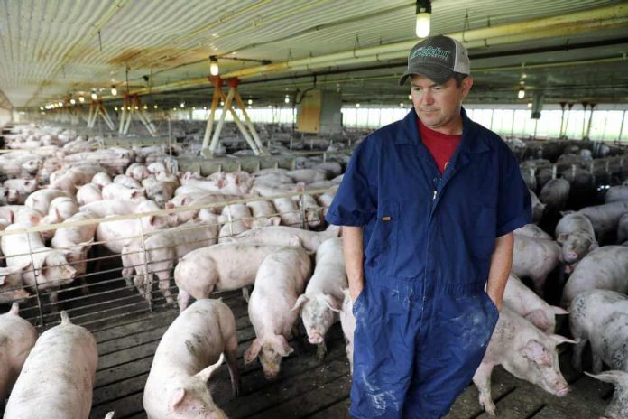 Банкрот на мега свињарска фарма