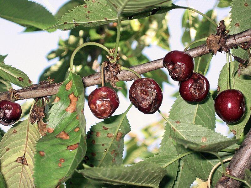 Monilinia fructicola