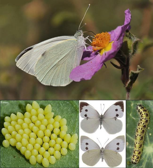 Pieris brassicae L