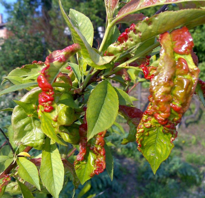 Taphrina deformans