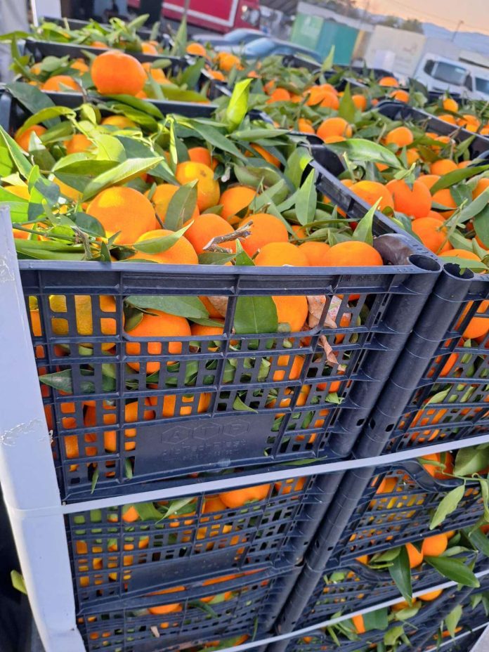 Цените на кванташки 13.11.2025