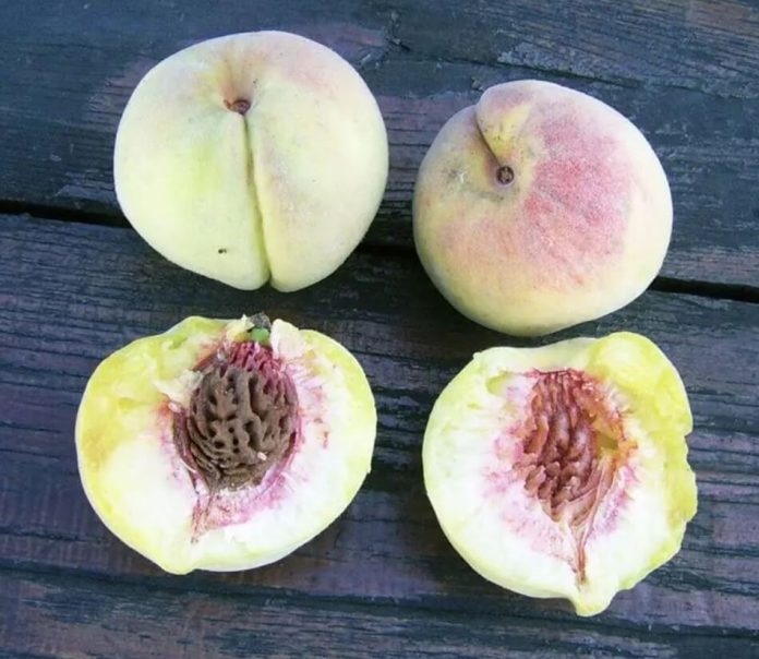 Диви Праски Лозарски – Сѐ што треба да знаете за садење, калемење и берба