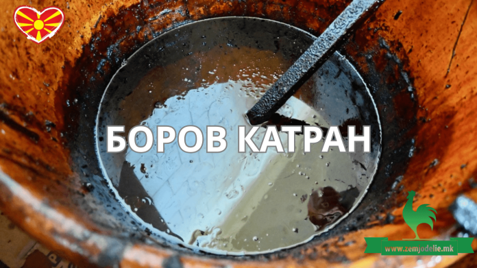 Боров Катран – Производство, Употреба и Здравствени Придобивки