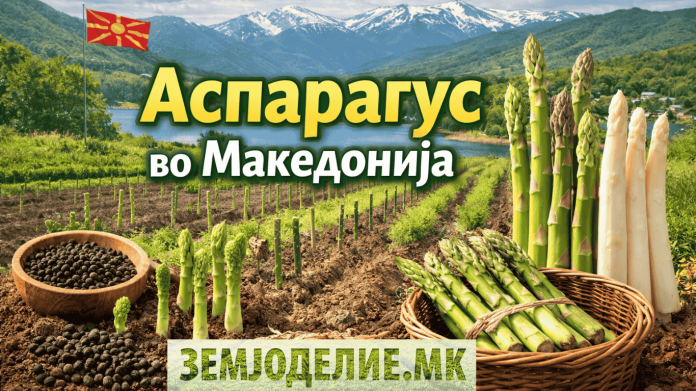 Аспарагус
