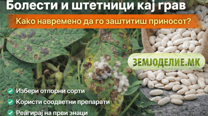 Болести и штетници кај грав