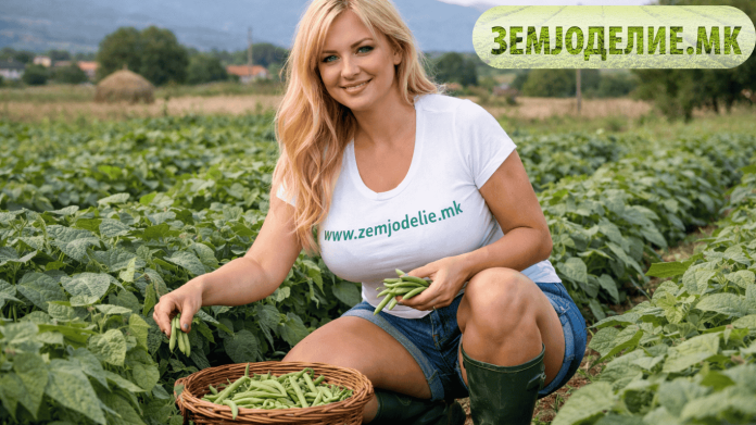 Водич за одгледување на боранија одгледување на боранија