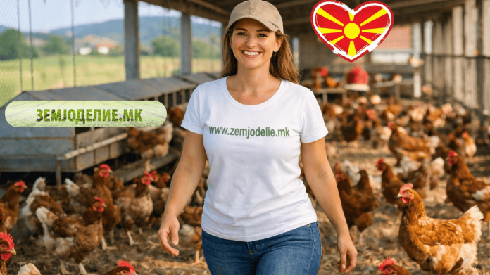 Производство на јајца