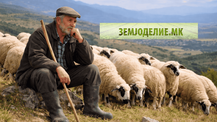 Драматичен пад на сточниот фонд во Македонија: Овците и живината преполовени, коњите намалени за 86% – единствен раст кај козите и пчеларството Сточниот фонд