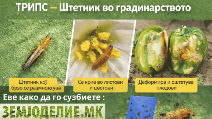 ТРИПС ТРИПС