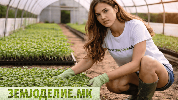 Заштита и нега на расад – комплетен водич Заштита и нега на расад